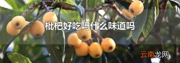 枇杷好吃吗什么味道吗