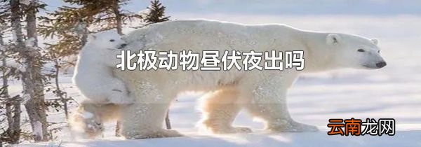 北极动物昼伏夜出吗