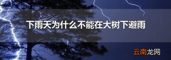 下雨天为什么不能在大树下避雨