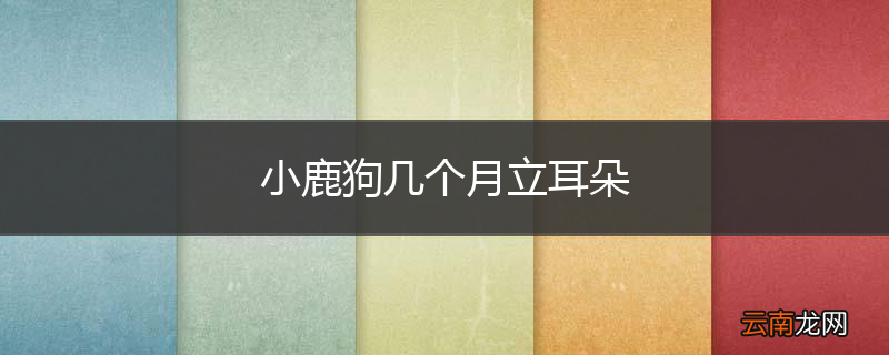 小鹿狗几个月立耳朵