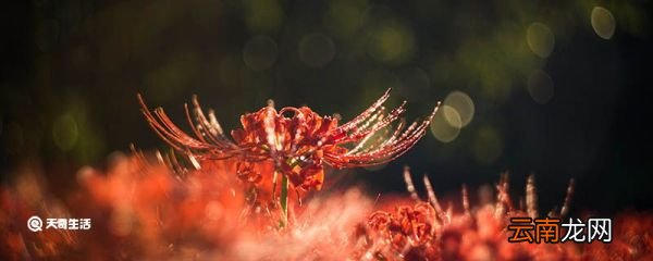 彼岸花是什么意思 彼岸花的意思