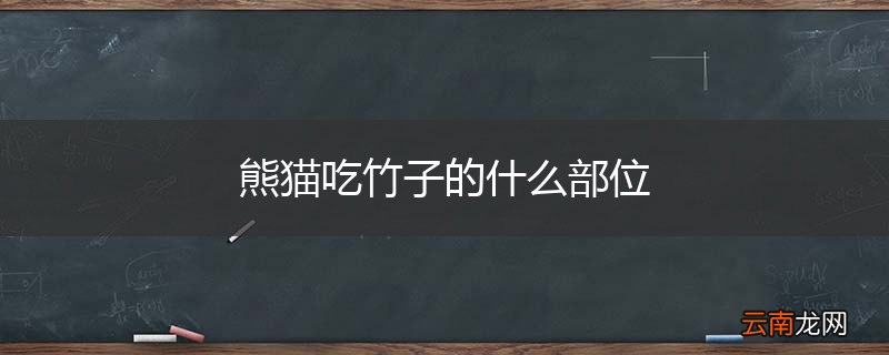 熊猫吃竹子的什么部位