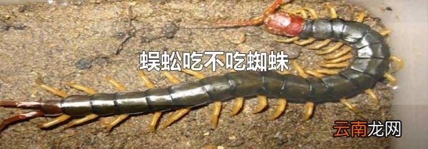 蜈蚣吃不吃蜘蛛