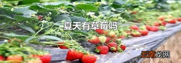 夏天有草莓吗