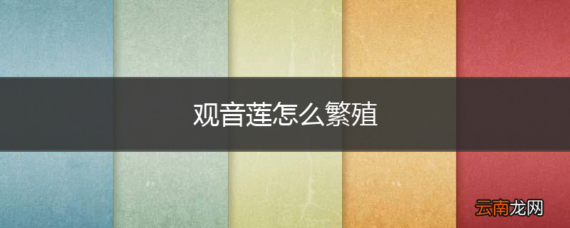 观音莲怎么繁殖