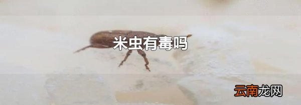 米虫有毒吗