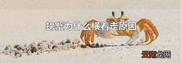 螃蟹为什么横着走原因