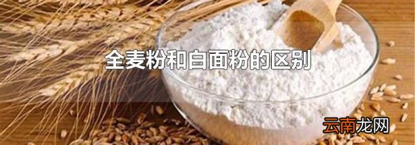全麦粉和白面粉的区别
