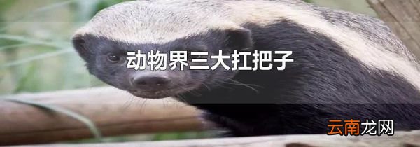 动物界三大扛把子