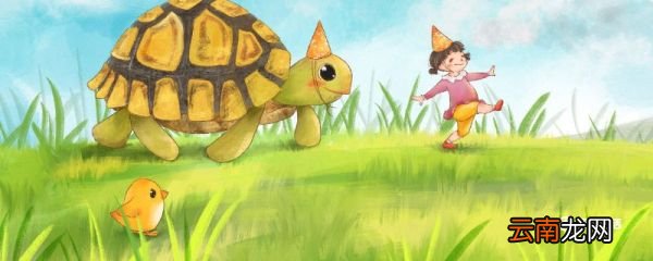 乌龟的生活习性 乌龟的生活特征