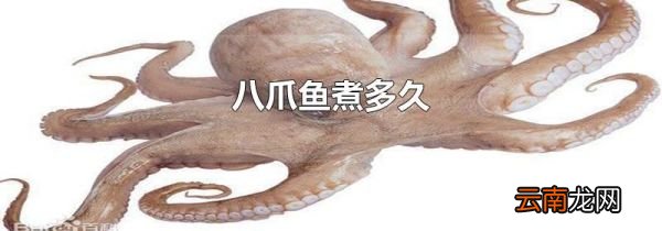 八爪鱼煮多久