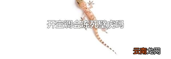 开空调会冻死壁虎吗