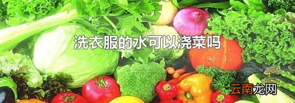 洗衣服的水可以浇菜吗