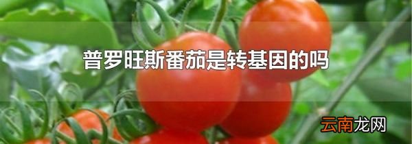 普罗旺斯番茄是转基因的吗