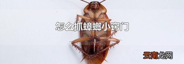 怎么抓蟑螂小窍门