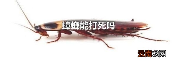 蟑螂能打死吗