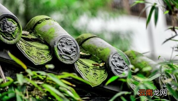 古诗苔全文解释 古诗《苔》的意思