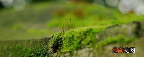 古诗苔全文解释 古诗《苔》的意思