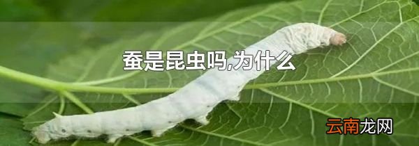 蚕是昆虫吗,为什么