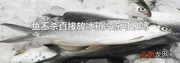 鱼不杀直接放冰箱冷冻可以吗