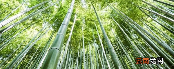 竹林七贤是指哪几位古代文人 竹林七贤是指哪几位古人