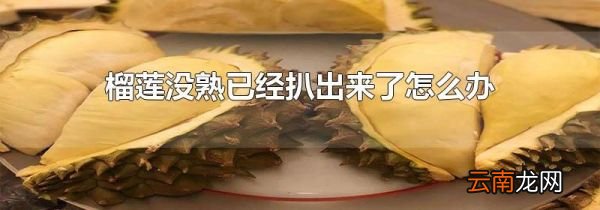 榴莲没熟已经扒出来了怎么办
