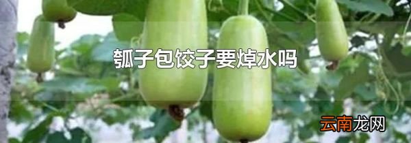 瓠子包饺子要焯水吗