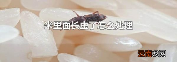 米里面长虫了怎么处理