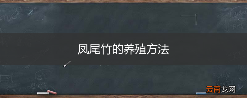 凤尾竹的养殖方法