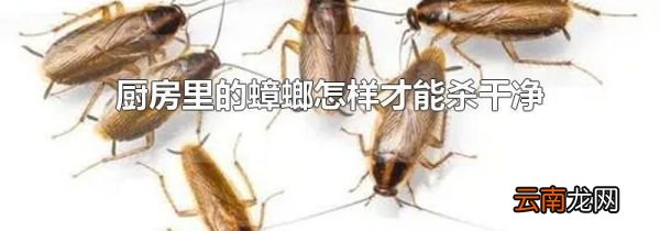 厨房里的蟑螂怎样才能杀干净