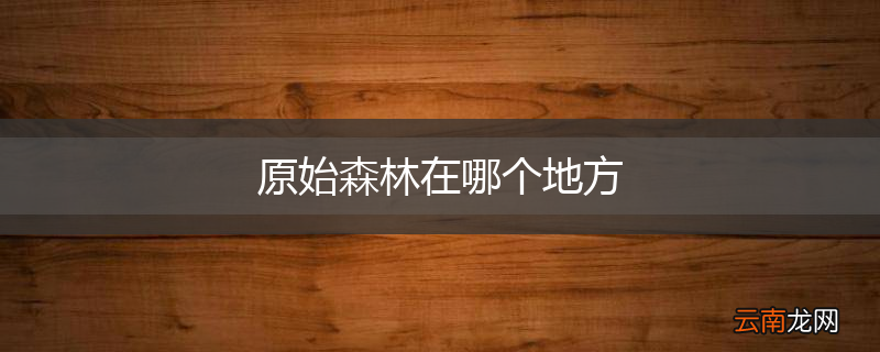 原始森林在哪个地方