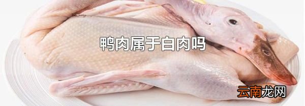 鸭肉属于白肉吗