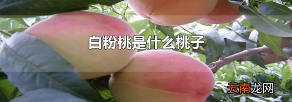 白粉桃是什么桃子