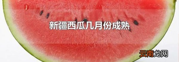新疆西瓜几月份成熟