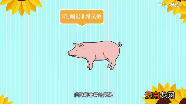 猪是色盲吗;猪是不是色盲
