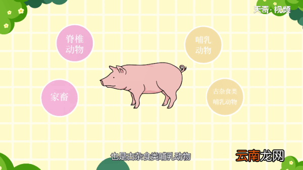 猪是色盲吗;猪是不是色盲