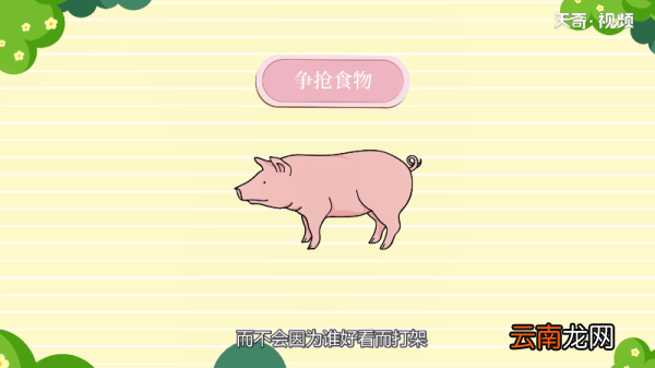 猪是色盲吗;猪是不是色盲