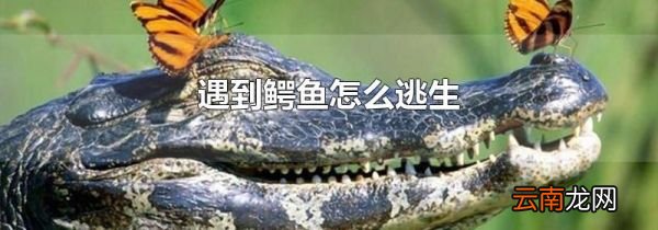 遇到鳄鱼怎么逃生