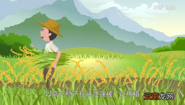 水稻栽培技术的要点 优质水稻栽培技术