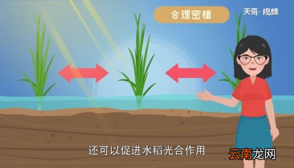 水稻栽培技术的要点 优质水稻栽培技术