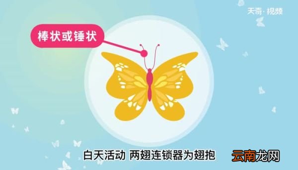 蝴蝶的意思 蝴蝶是什么意思