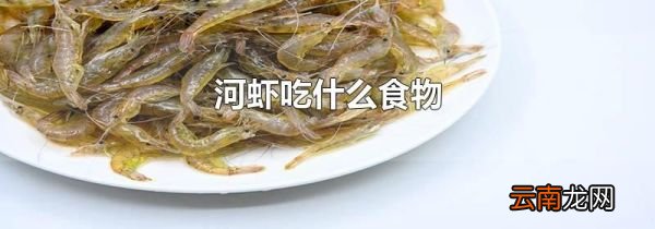 河虾吃什么食物