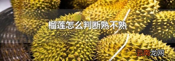 榴莲怎么判断熟不熟