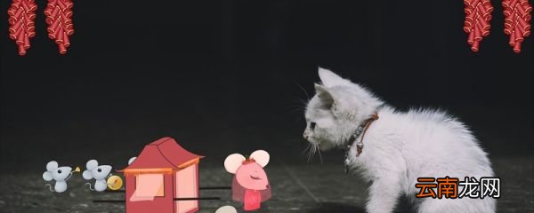 老鼠贴上面放什么吸引老鼠 老鼠贴上放什么诱饵好