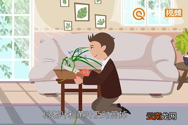 兰花怎么养