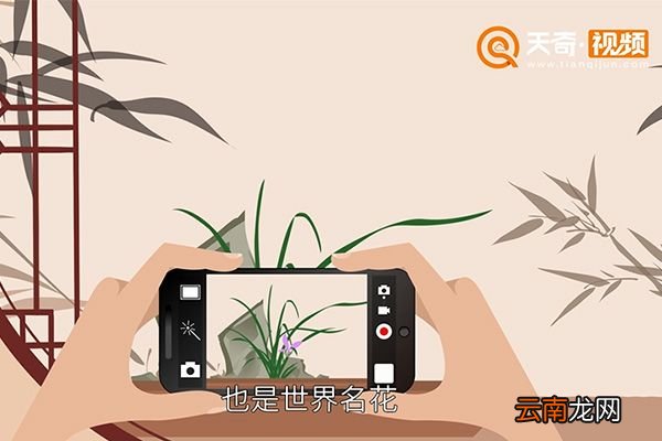 兰花怎么养