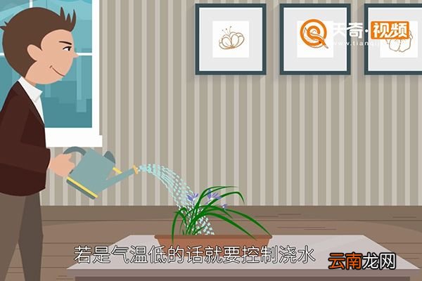 兰花怎么养