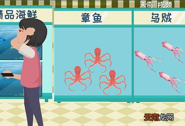 乌贼和章鱼的区别