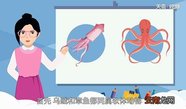 乌贼和章鱼的区别
