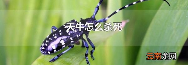 天牛怎么杀死